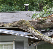Tree Removal